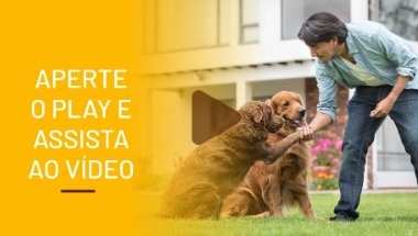 Curso Adestrador de Cães